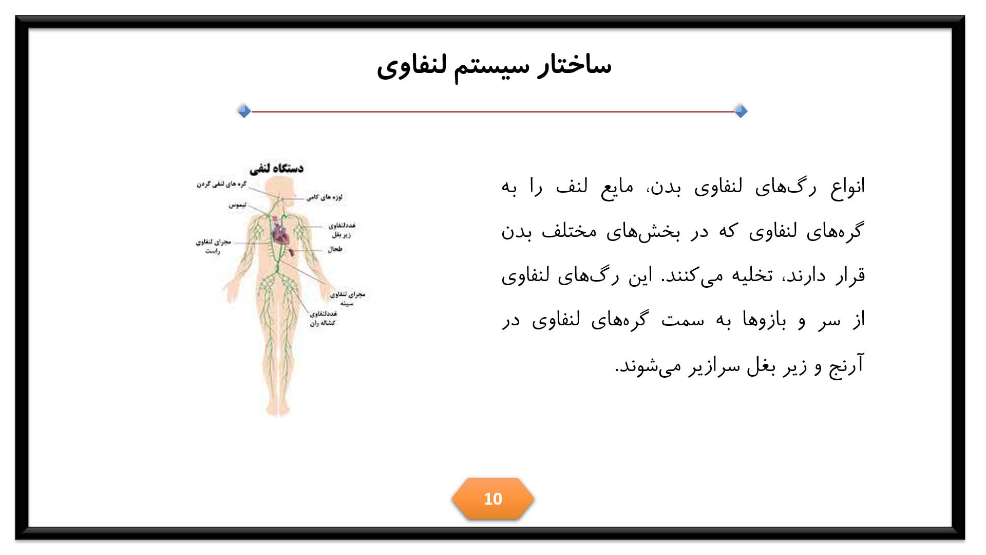 پاورپوینت در مورد سیستم لنفاوی 